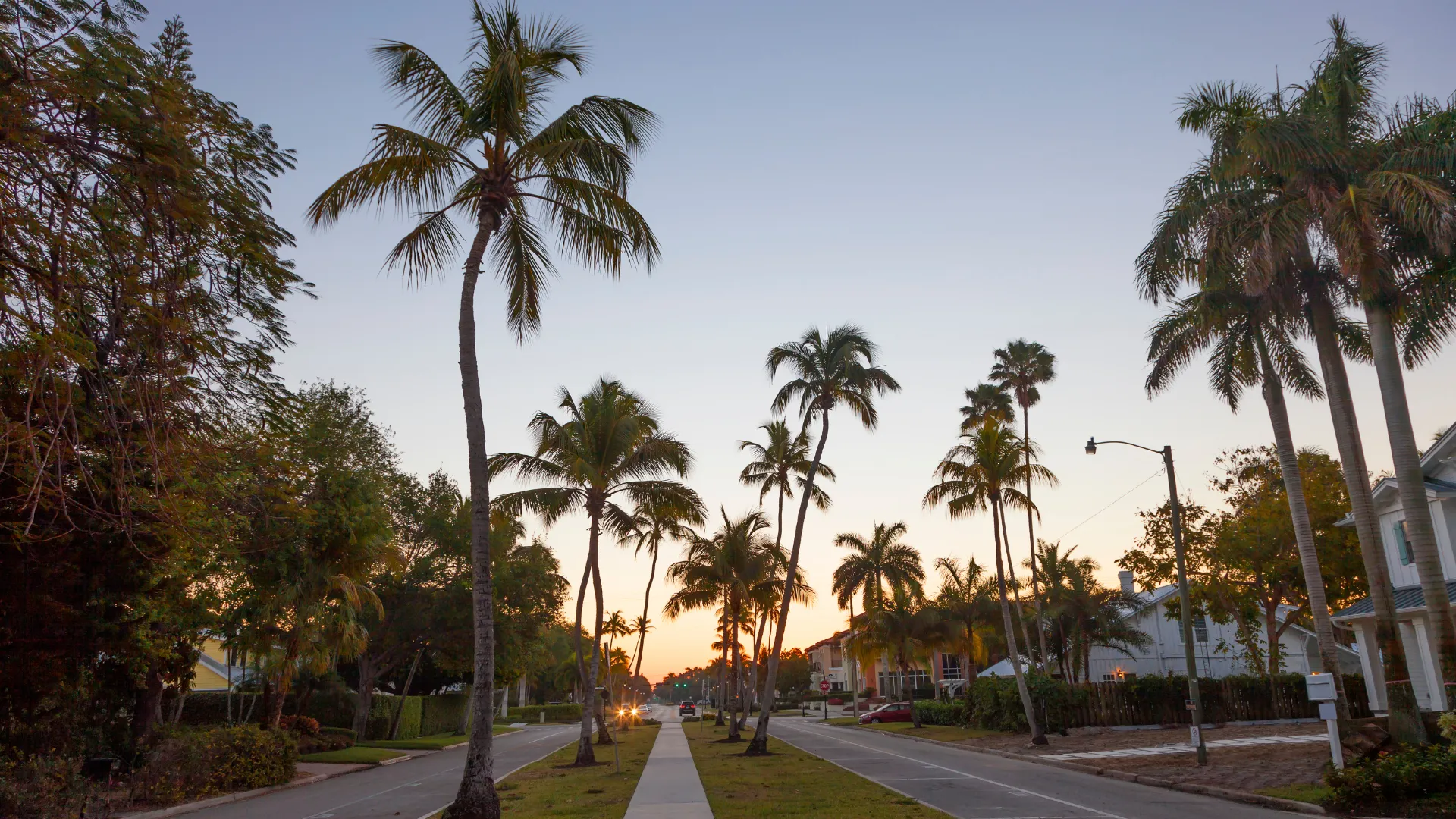 Street with tall palm trees.