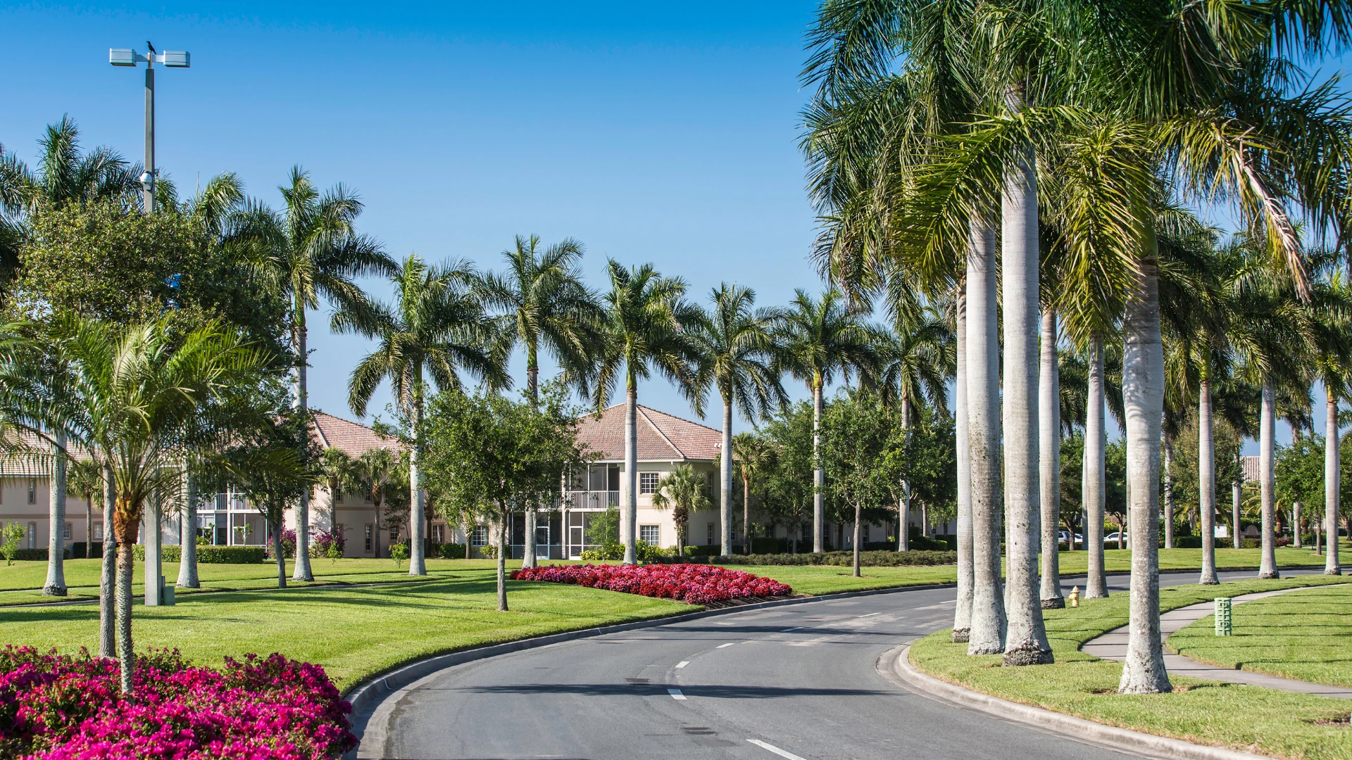 Road with palm trees and colorful flower beds.